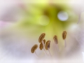 Amaryllis