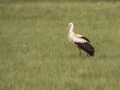 Auf der Wiese