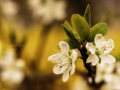 Pflaumenblüte