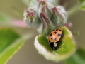 Besuch im Apfelbaum