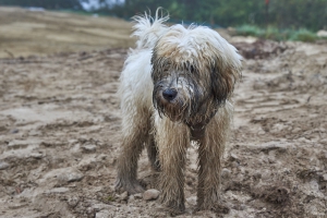 Hund 2021-09-29 07-20-31