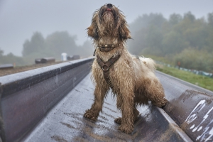 Hund 2021-09-29 07-25-03