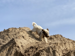 Hund 2021-10-01 11-16-08