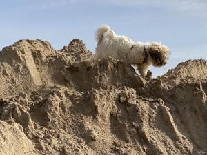 Hund 2021-10-01 11-16-09