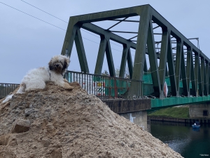 Hund 2021-10-26 08-37-39