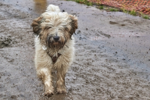 Hund 2021-11-09 09-10-14