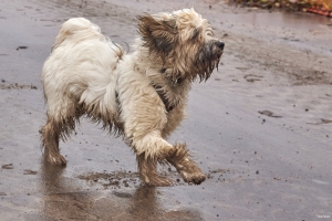 Hund 2021-11-09 09-11-18