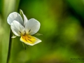 Nikon D7200 f/14 1/100s ISO-100 105mm