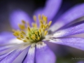 Nikon D7200 f/8 1/500s ISO-100 105mm