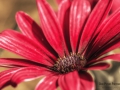 Nikon D7200 f/13 1/80s ISO-100 105mm