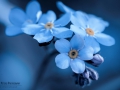 Nikon D7200 f/10 1/160s ISO-360 105mm