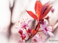 Prunus cerasifera ‘Nigra’