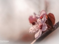 Prunus cerasifera ‘Nigra’