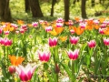 Bundesgartenschau 2015 Rathenow
