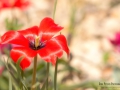 Bundesgartenschau 2015 Rathenow