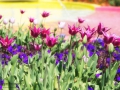 Bundesgartenschau 2015 Rathenow