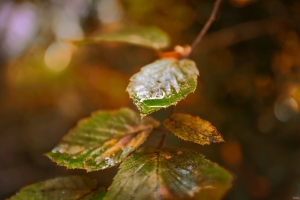 2026-10-08-10-26-15-NIKON-D700