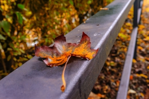 2026-10-08-10-45-54-NIKON-D700