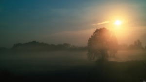Morgennebel