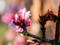 Pentax K-50 f/8 1/250s ISO-400 250mm