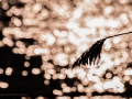 Pentax K-50 f/8 1/6000s ISO-200 250mm