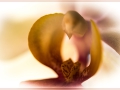 Orchidee
