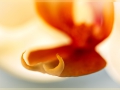 Orchidee