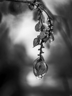 2026-01-27-09-55-31-NIKON-D750