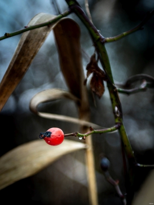 2026-01-29-11-26-14-NIKON-D600