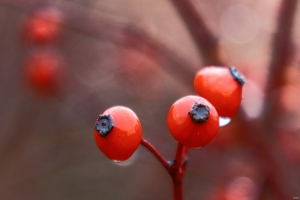 2026-02-13-14-38-34-X-H2