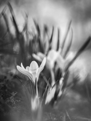 2026-03-06-13-15-11-GFX100S-II-2