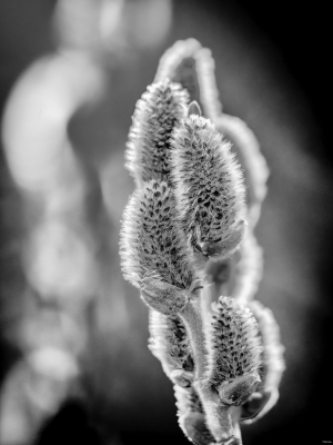 2026-03-08-08-38-46-NIKON-Z-8-2