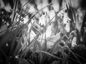 2026-03-12-11-26-12-NIKON-Z-7