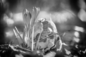 2026-03-12-11-28-57-NIKON-Z-7-2