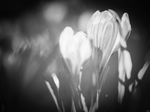 2026-03-12-11-40-50-NIKON-Z-7-2