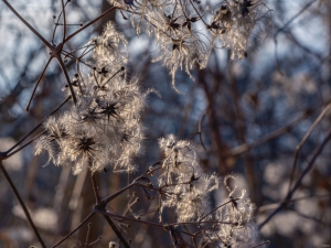 2026-02-03-14-37-18-GFX100S-II