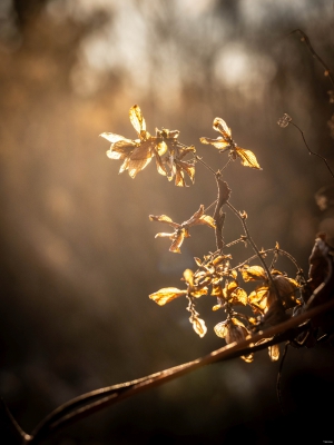 Zossen-2026.02.03_14_43-56