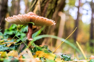 Am Waldboden