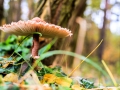 Am Waldboden
