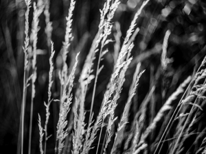 2026-06-24-08-13-56-NIKON-Z-f