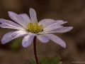 Anemone