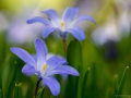 Blausternchen