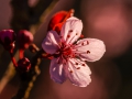 Blutpflaume