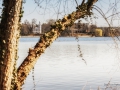 Blick auf die Pfaueninsel