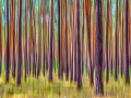 Im Wald