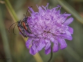 Nikon D800 f/9 1/400s ISO-200 70mm