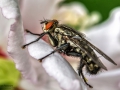 Nikon D7200 f/9 1/250s ISO-200 105mm