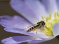 Nikon D7200 f/5.6 1/800s ISO-100 105mm