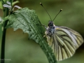 Nikon D7200 f/8 1/160s ISO-1250 105mm