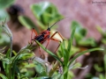 Nikon D7200 f/1 1/250s ISO-100 105mm